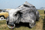 Buffalo Car